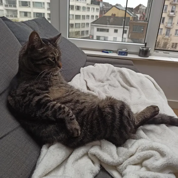 «Гектор задается вопросом, почему люди не реагируют на птиц.».