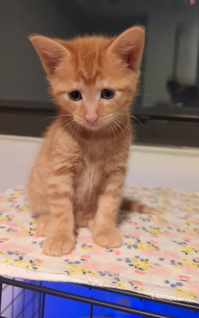 «Грустно видеть подобные переживания в таком маленьком молодом человеке».