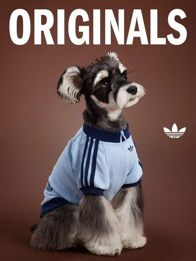 Песик в олимпийке.