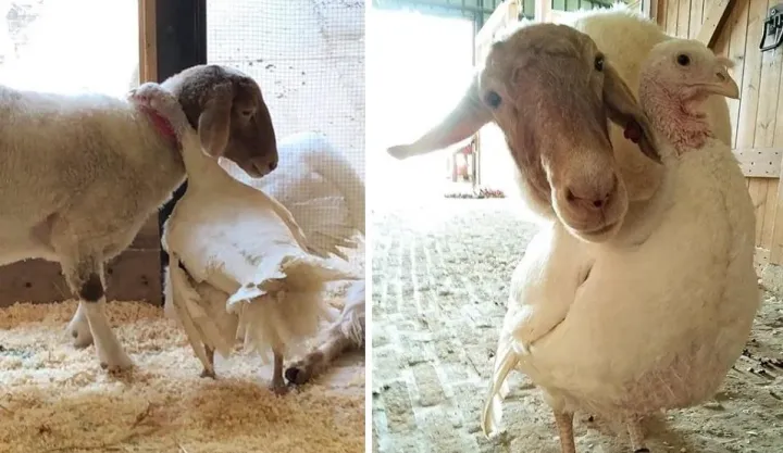 «Эти двое всегда вместе в заповеднике 