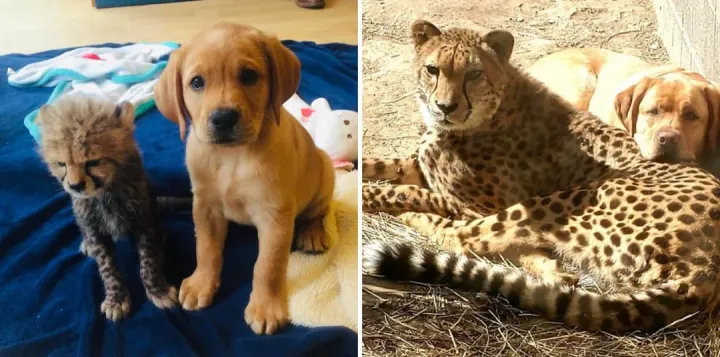 Гепард и его собака-компаньон, которые выросли вместе.