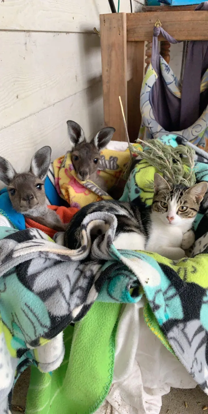 Неожиданная дружба.