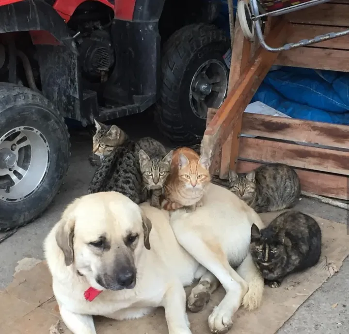 «У меня нет кошек».