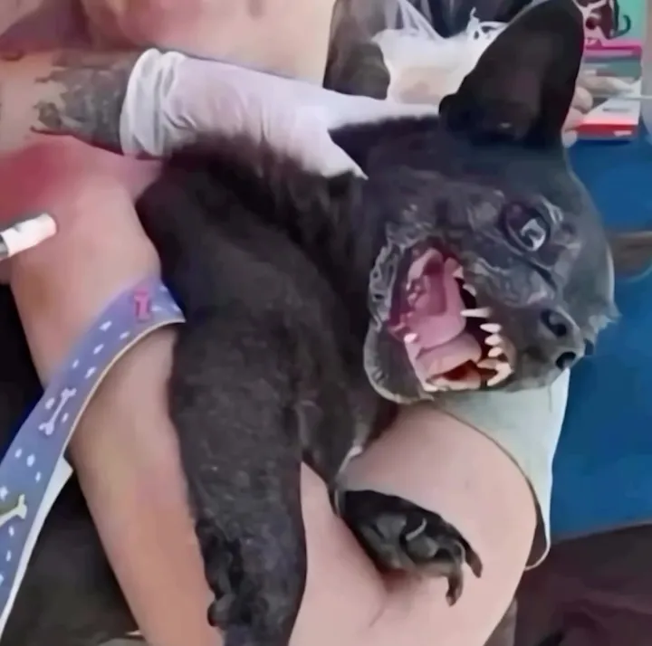 Собакен недоволен.