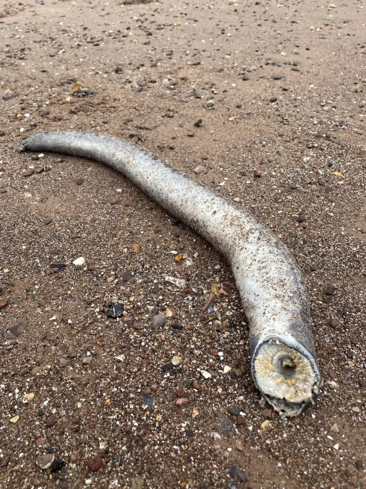 Данная особь в длину составляла почти один метр.