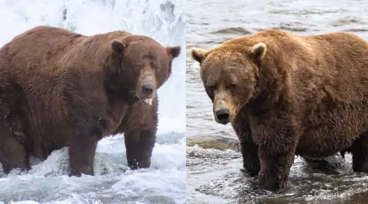 Им стал медведь №32 по кличке Чанк.