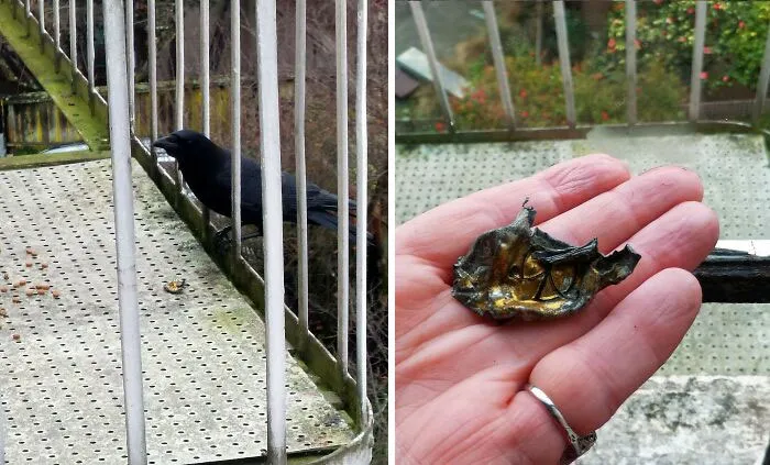 «Кормила ворон пару месяцев и сегодня получила свой первый подарок».