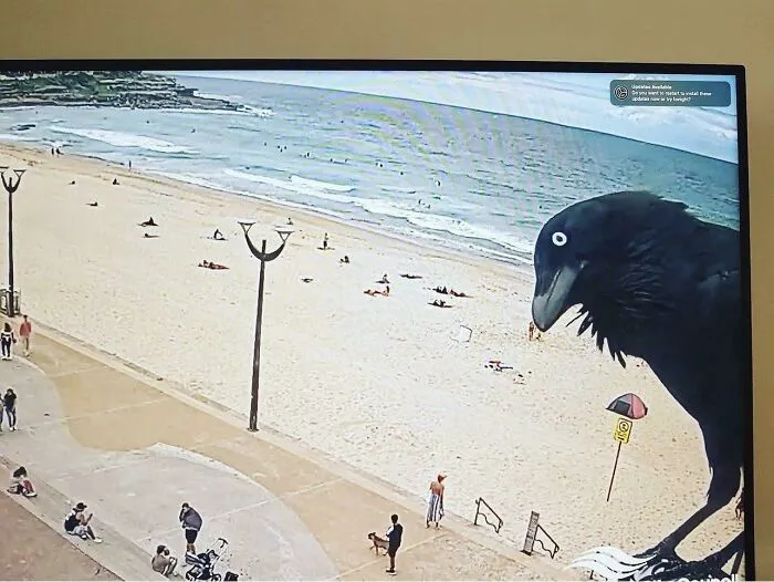 «Любопытный ворон на серфинг-камере на пляже Куджи, Австралия».
