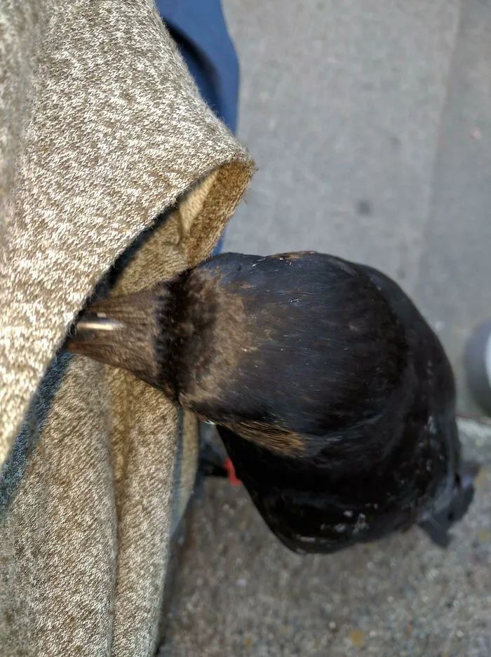 «В моем городе живет слишком дружелюбная ворона, она пытается украсть булочку из моего кармана».