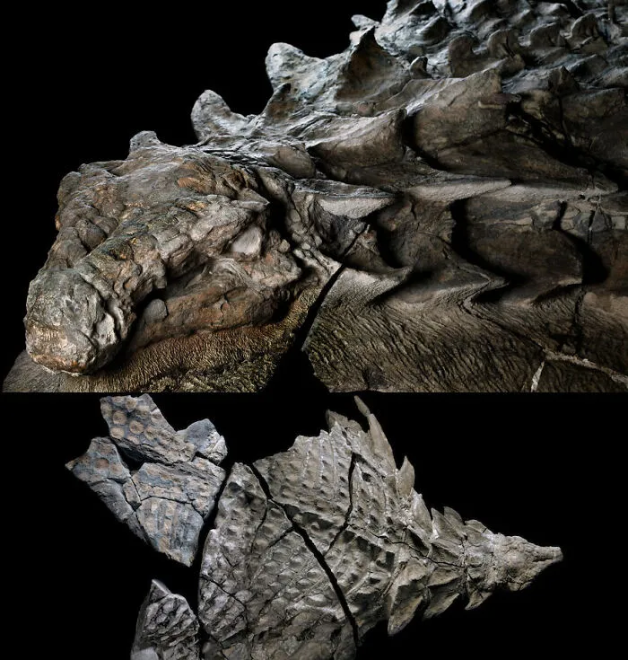 Окаменелость динозавра, которой около 110 миллионов лет.