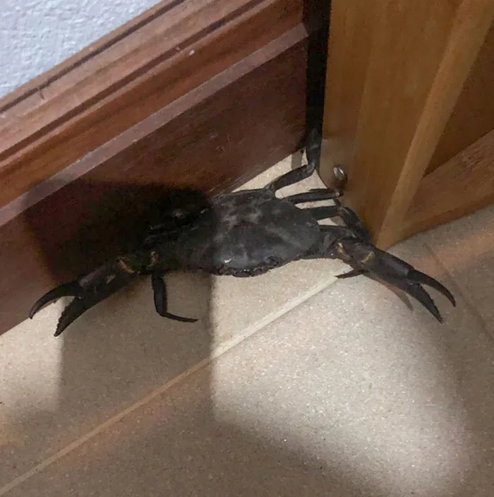 «Проснулся, чтобы увидеть это на своей кухне. Я живу посреди гор, примерно в 500 километрах от ближайшего пляжа».