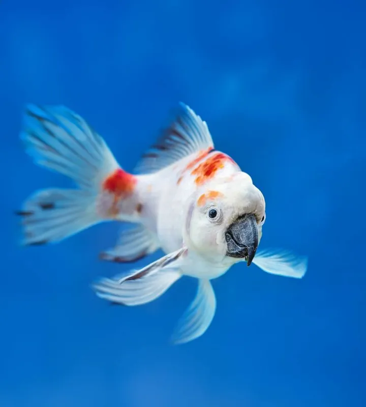 Попугай и золотая рыбка.