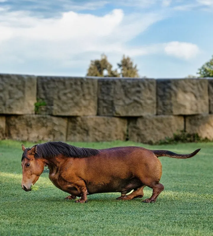Такса и лошадь.
