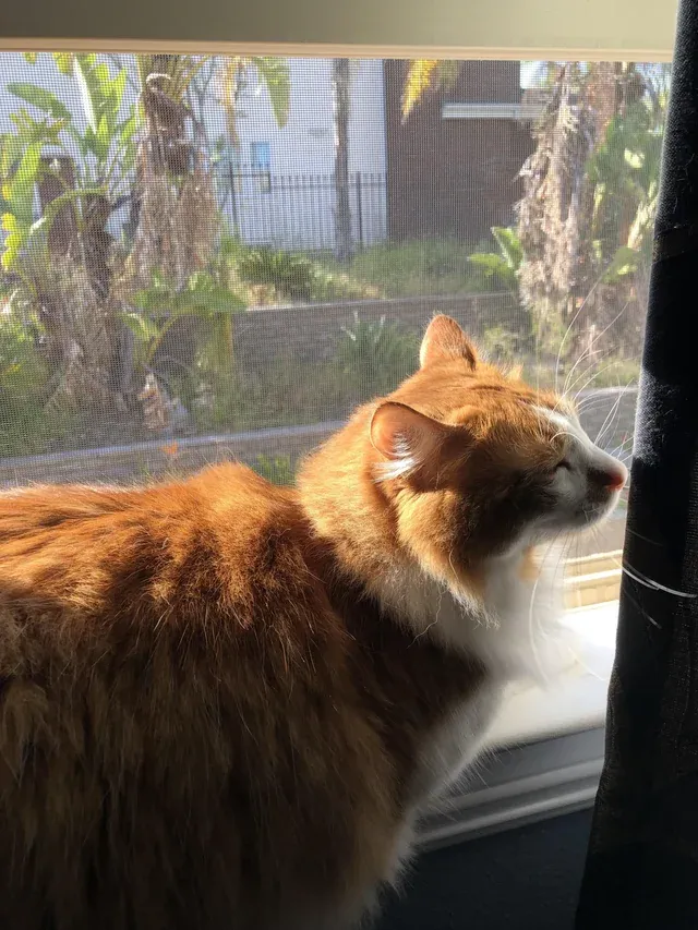 «Мой пушистый друг наслаждается теплым солнечным светом».