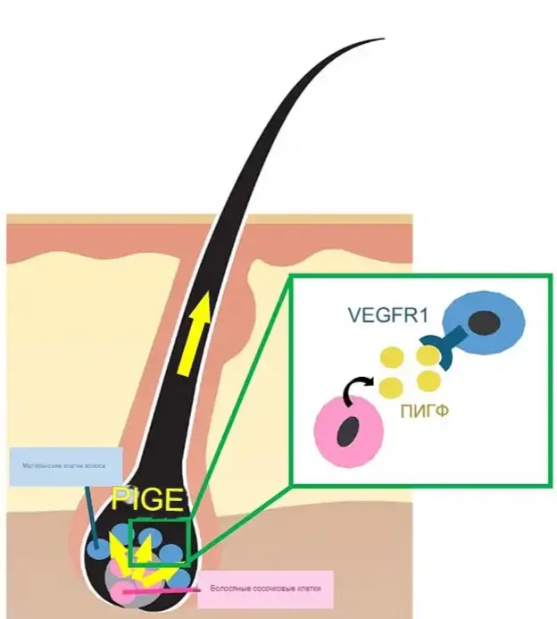 Белок, вырабатываемый клетками дермальных сосочков играет важную роль в формировании волос.