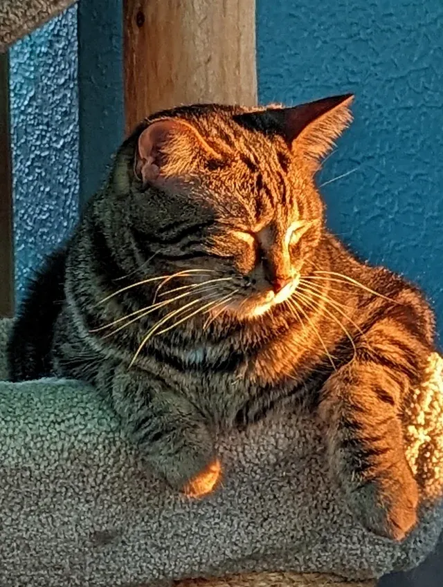 «Ловит последние лучи дня».