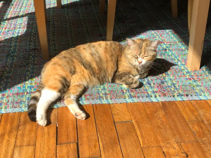 «Шоссет принимает солнечные ванны».