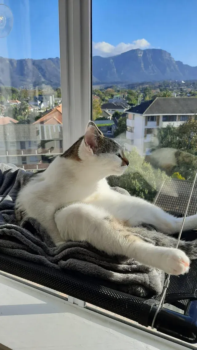 «Кирби наслаждается утренним видом».