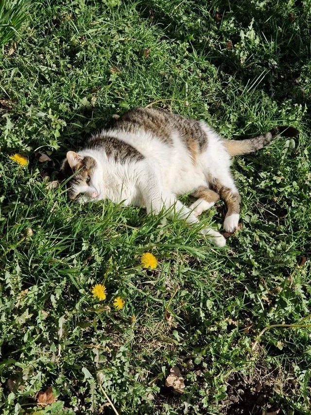 «Загорает и ни на что не обращает внимание».