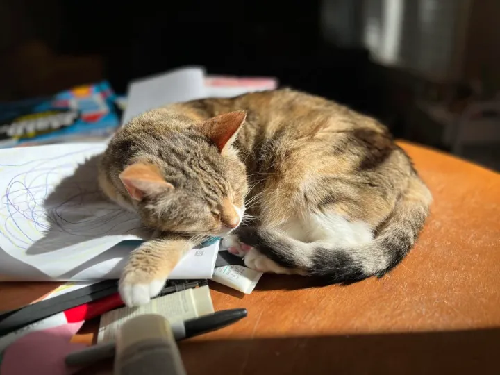 «Куча случайных вещей - лучшая кровать».