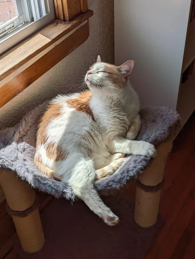 «Лицо Джо, говорящее: 