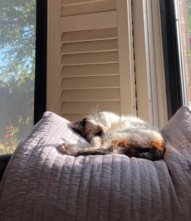 «Гизмо любит послеобеденный сон».