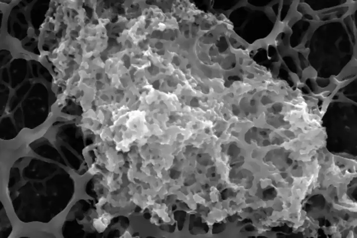 Коацерватное резилин-миметическое покрытие, увеличенное в 4000 раз под микроскопом.