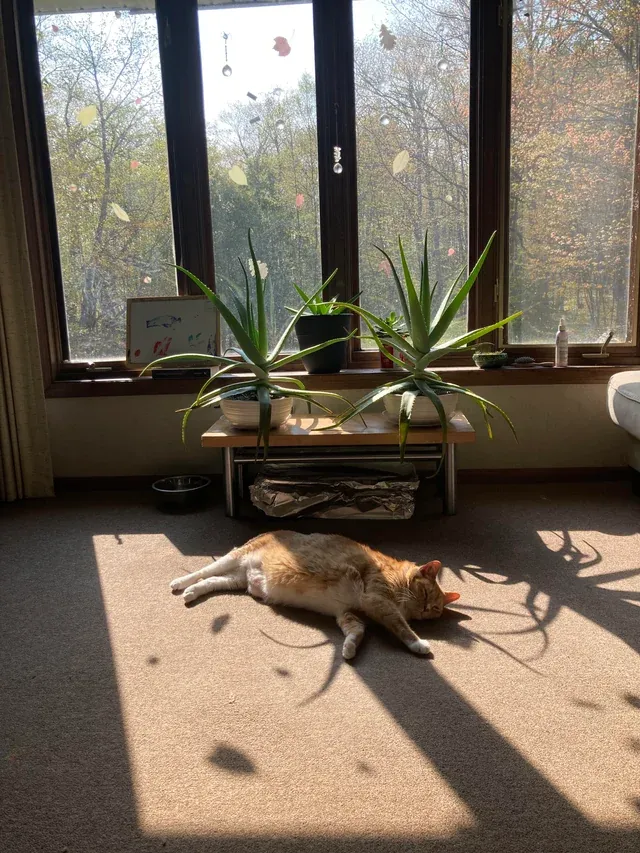 «Его любимое место».