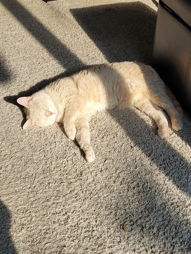 Сон и солнце, что может быть лучше?