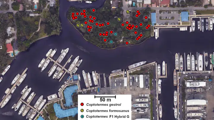 Гибриды обожают селиться вблизи портов, и с пристаней могут отправиться куда угодно.