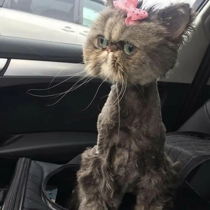 Кошачий стилист явно был не в себе.