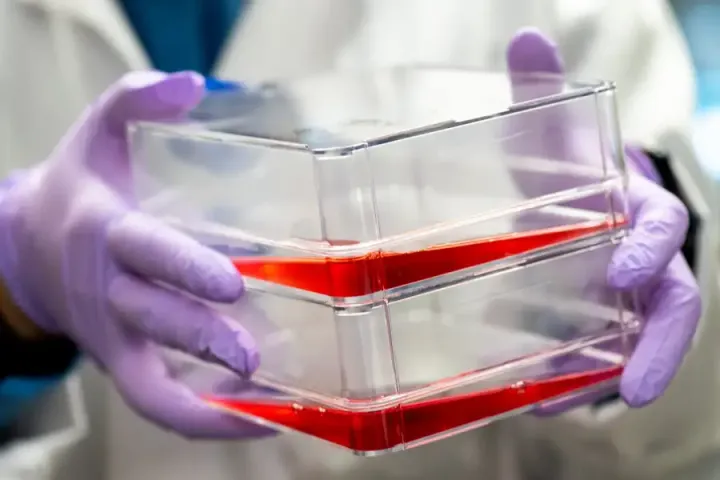 Мышечные клетки коровы, выращенные в лаборатории.