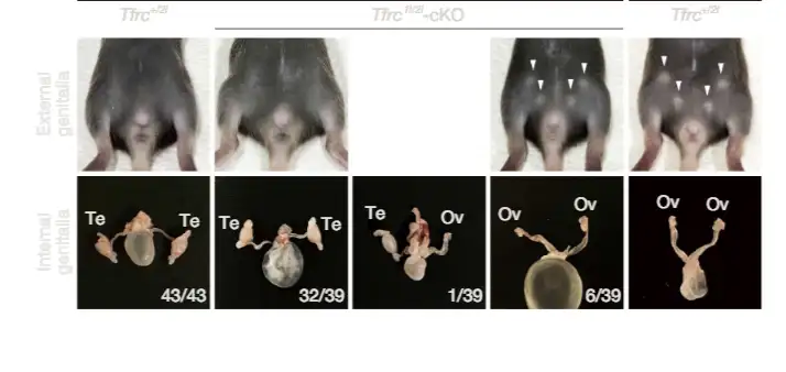 У самцов с дефицитом железа в утробе матери развились яичники.