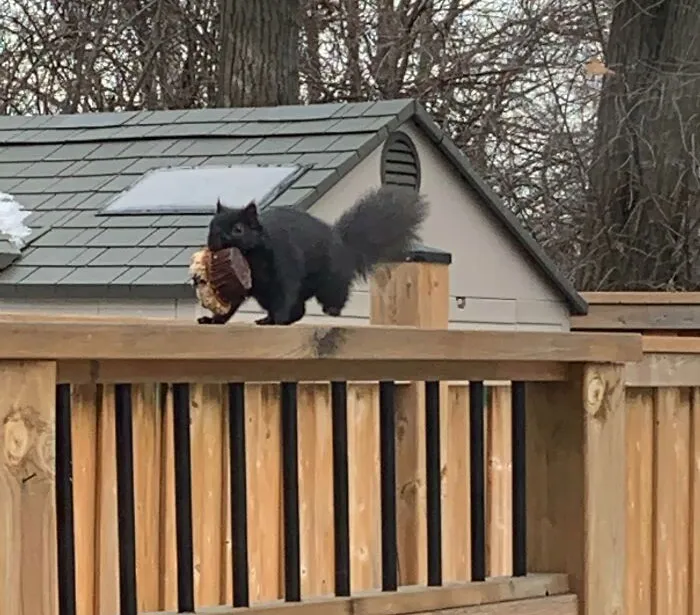 Шустрая белка оставила кого-то без завтрака.