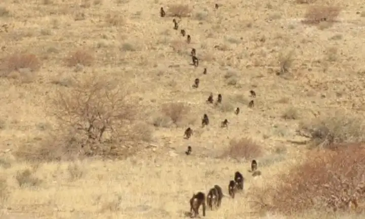 Это не стратегия, они просто держат своих друзей на примете.