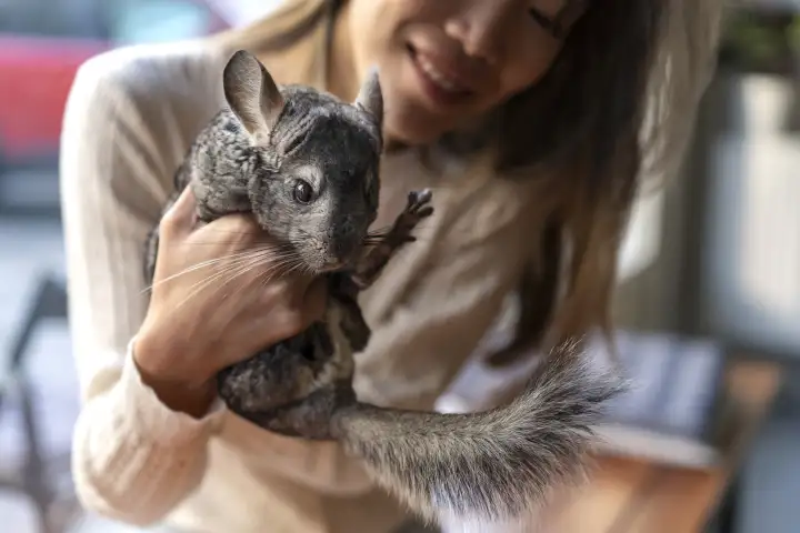 Шиншилл выбрали из-за того, что их барабанная перепонка очень похожа на человеческую.