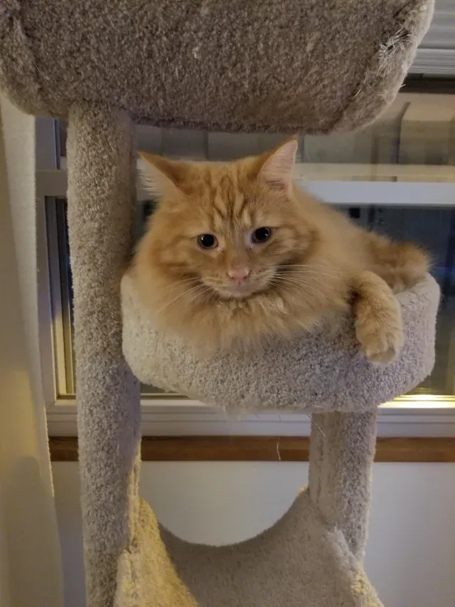 «Пушистый мальчик задумался о жизни».