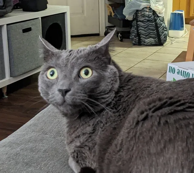 «Экзистенциальные уши-самолеты активированы».