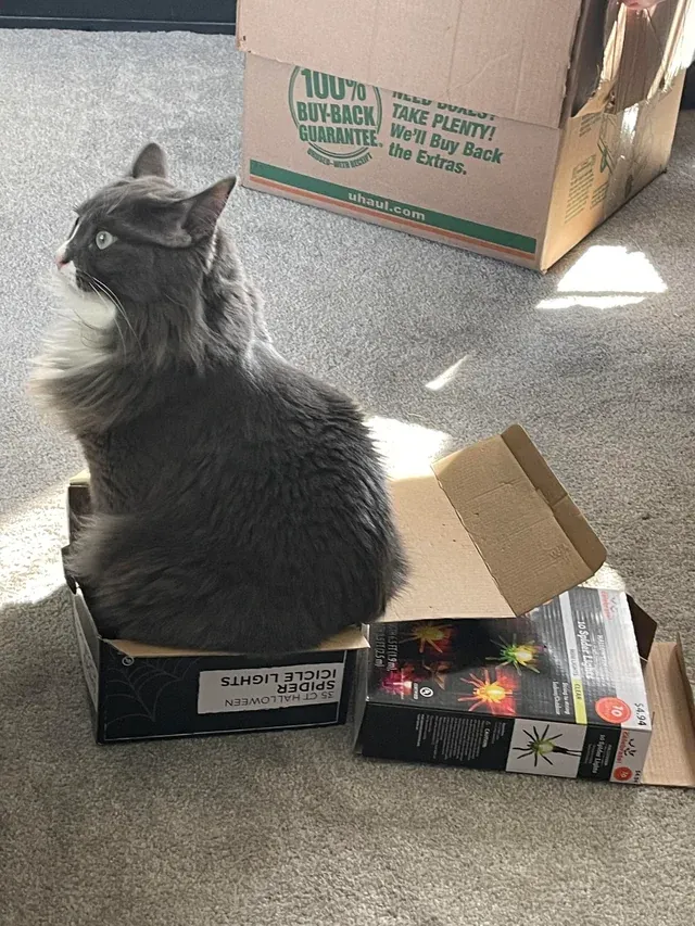 «Никаких мыслей, только коробка».