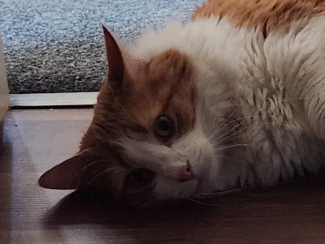 «Сегодня утром проснулась от того, что у Момо был экзистенциальный кризис».