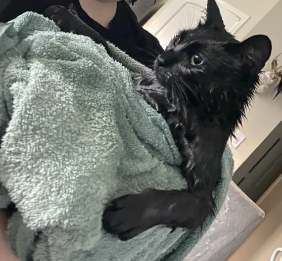 «Кризис времени купания».