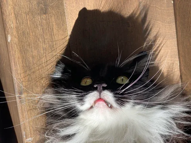 «Мой кот обдумывает жизнь».