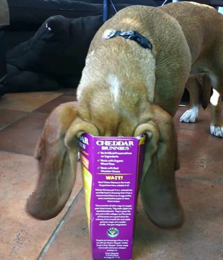 Уши не поместились, но это неважно.