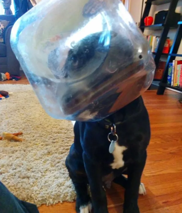 «Мам, на меня напала банка».