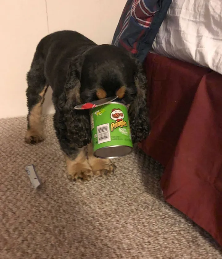 «М-м-м, чипсеке».