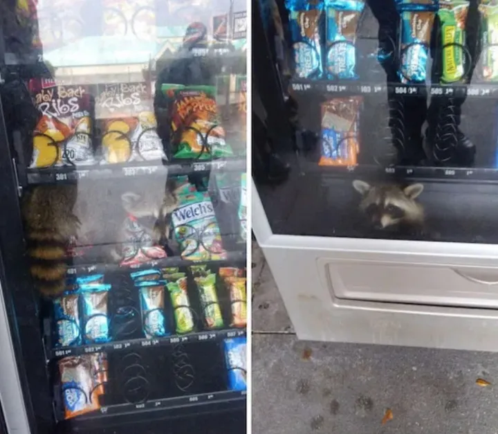 Когда очень любишь вкусняшки.