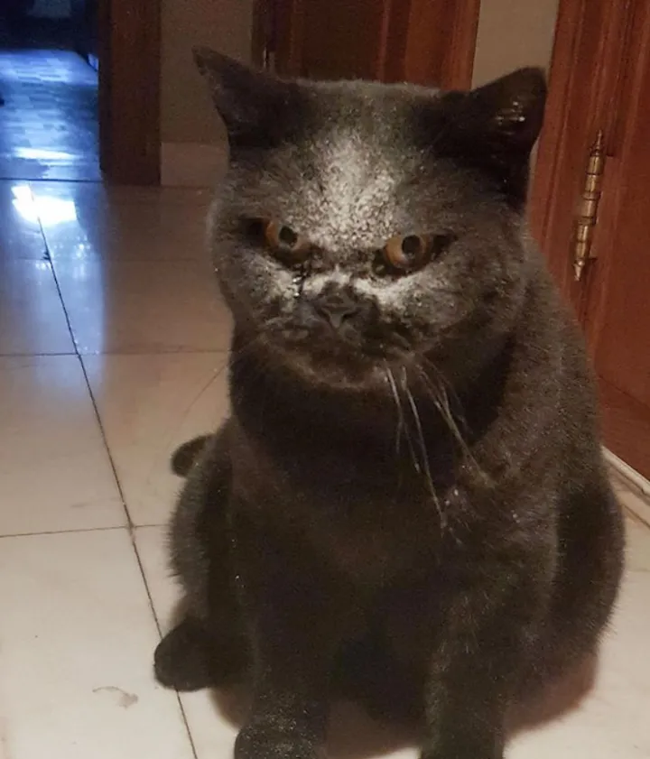 «Да, я извалялся в муке, и что ты мне сделаешь?»