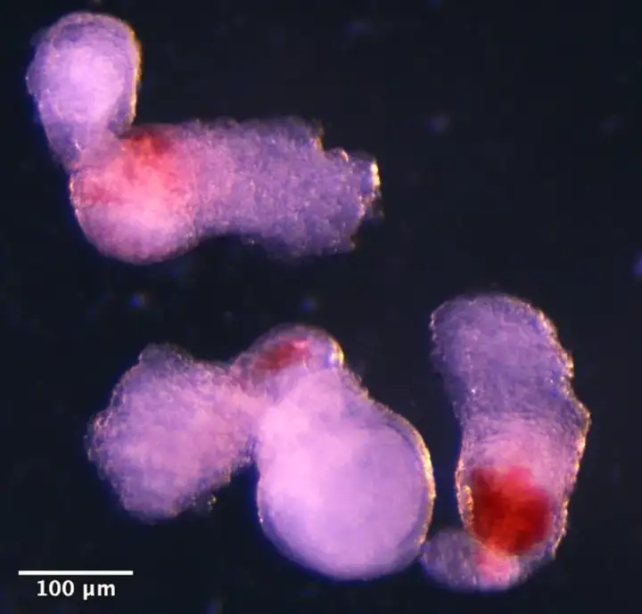 Модели эмбриона на 14-й день, с кровью.