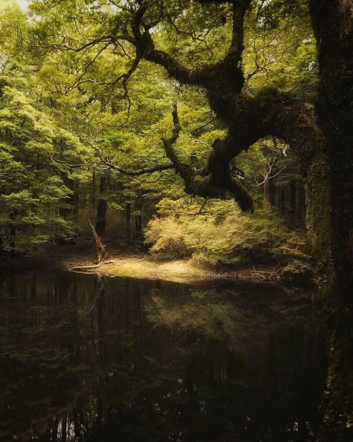 Сказочное лесное озеро в Новой Зеландии.