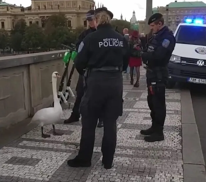 «Мистер лебедь, вы арестованы».